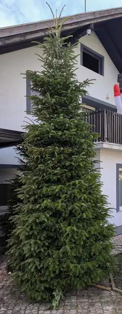 Nordmann jela 500cm