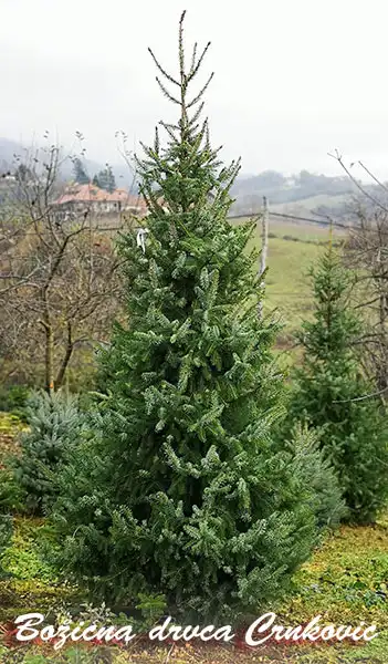 Plantaža božićnih drvaca u parku prirode Žumberak