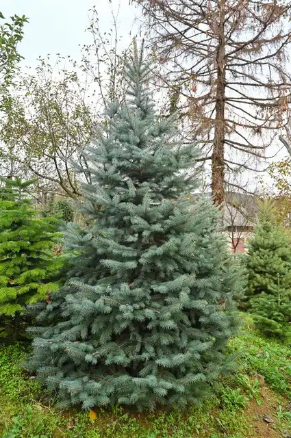 Bor – Srebrna smreka (rezano)