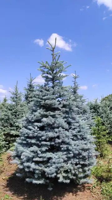 Srebrna smreka u prirodi