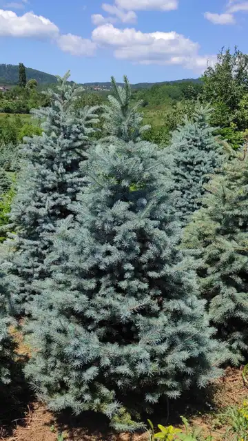 Srebrna smreka izbliza