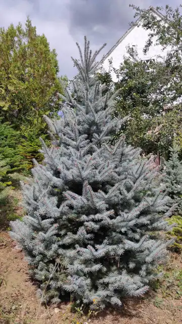 Srebrna smreka detalj granja