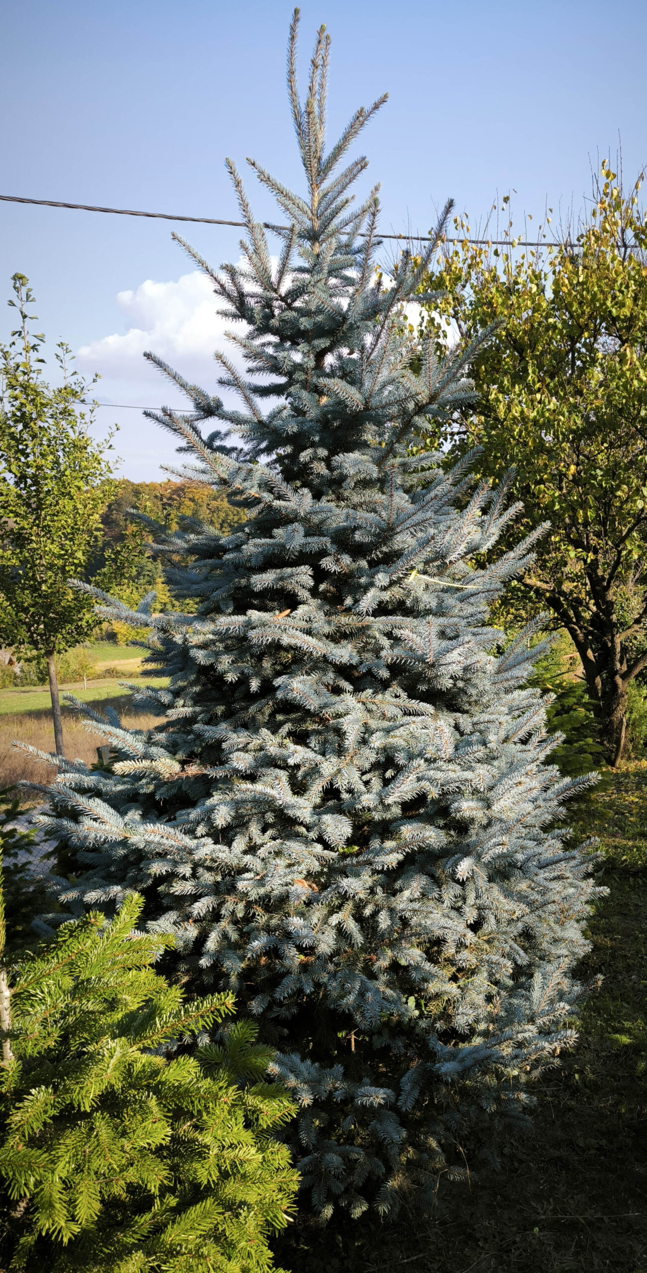 Srebrna smreka 330cm visine - Slika 2