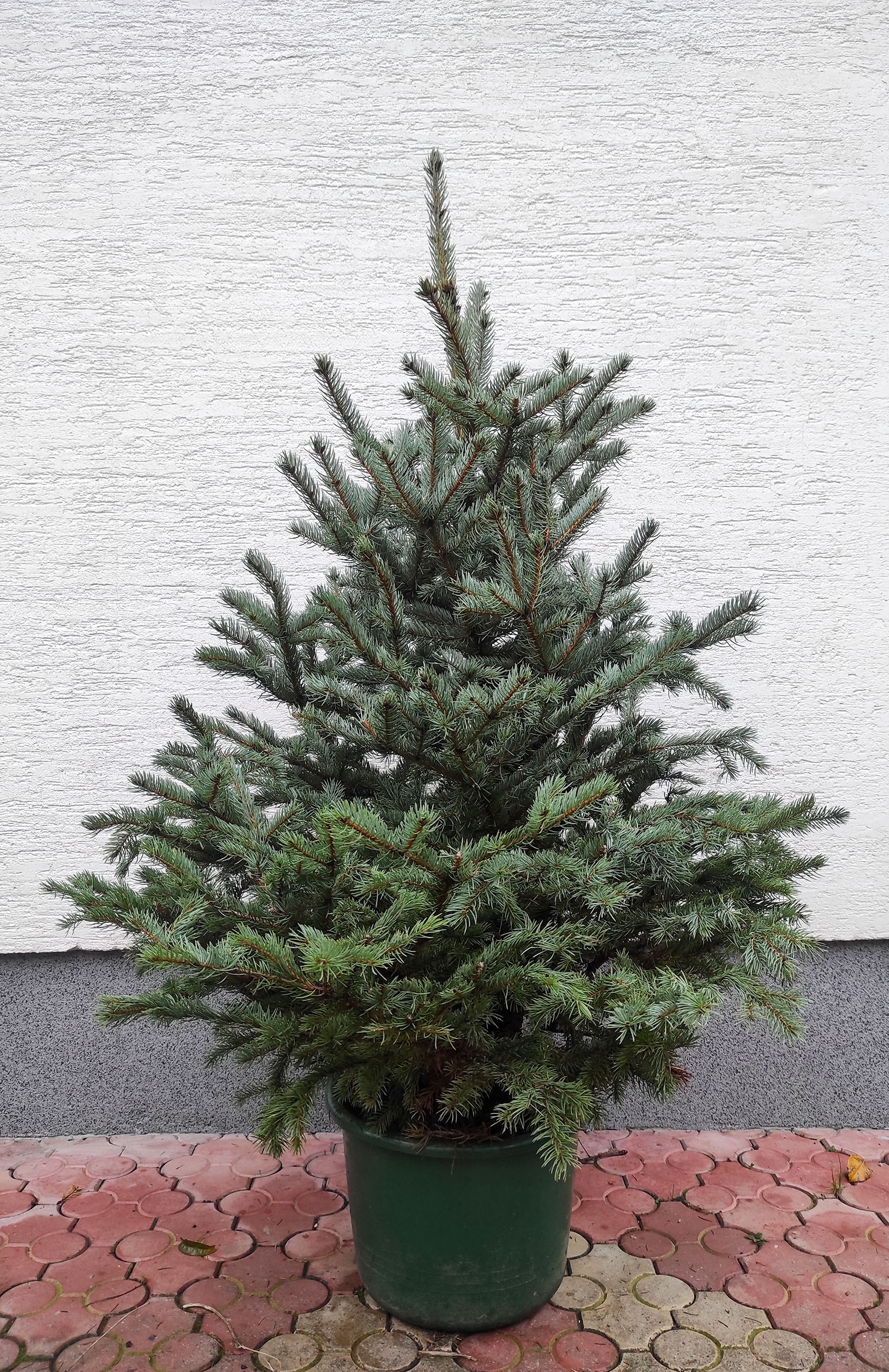 Božićno drvce u tegli