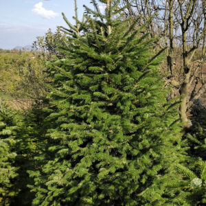 Nordmann jela 300cm visine