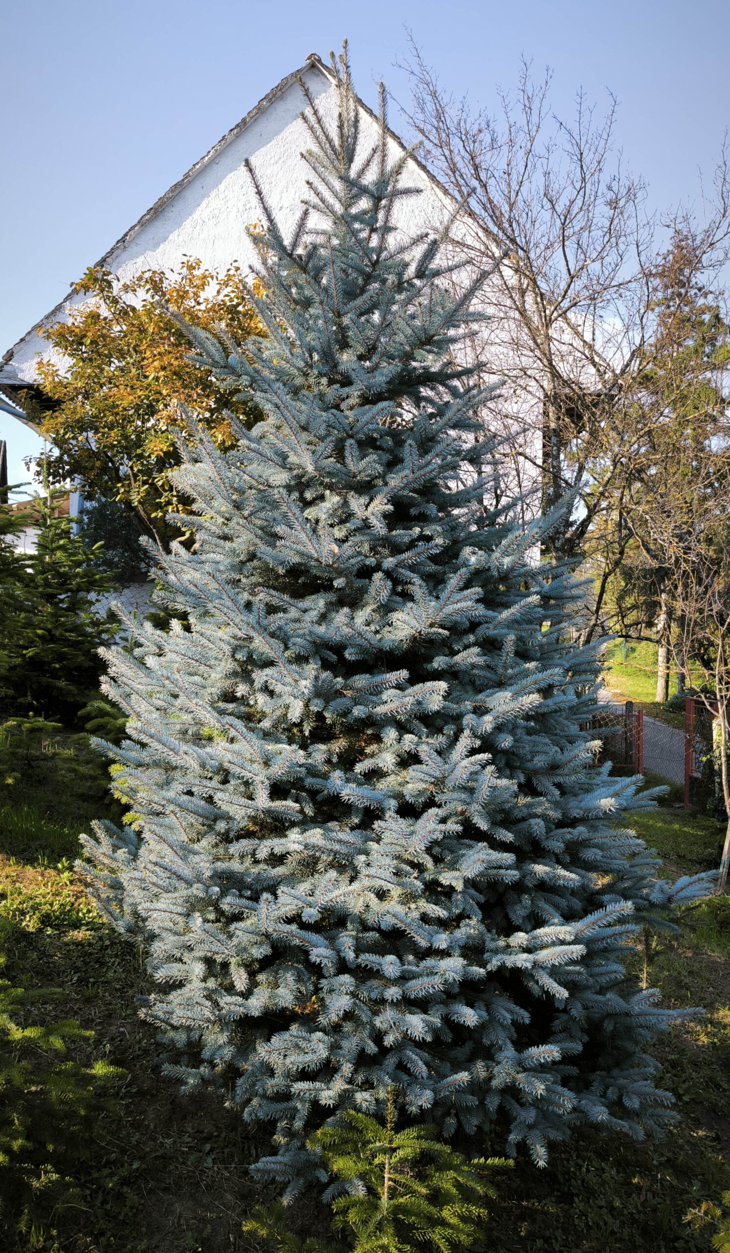 Srebrna smreka 330cm visine - Slika 3