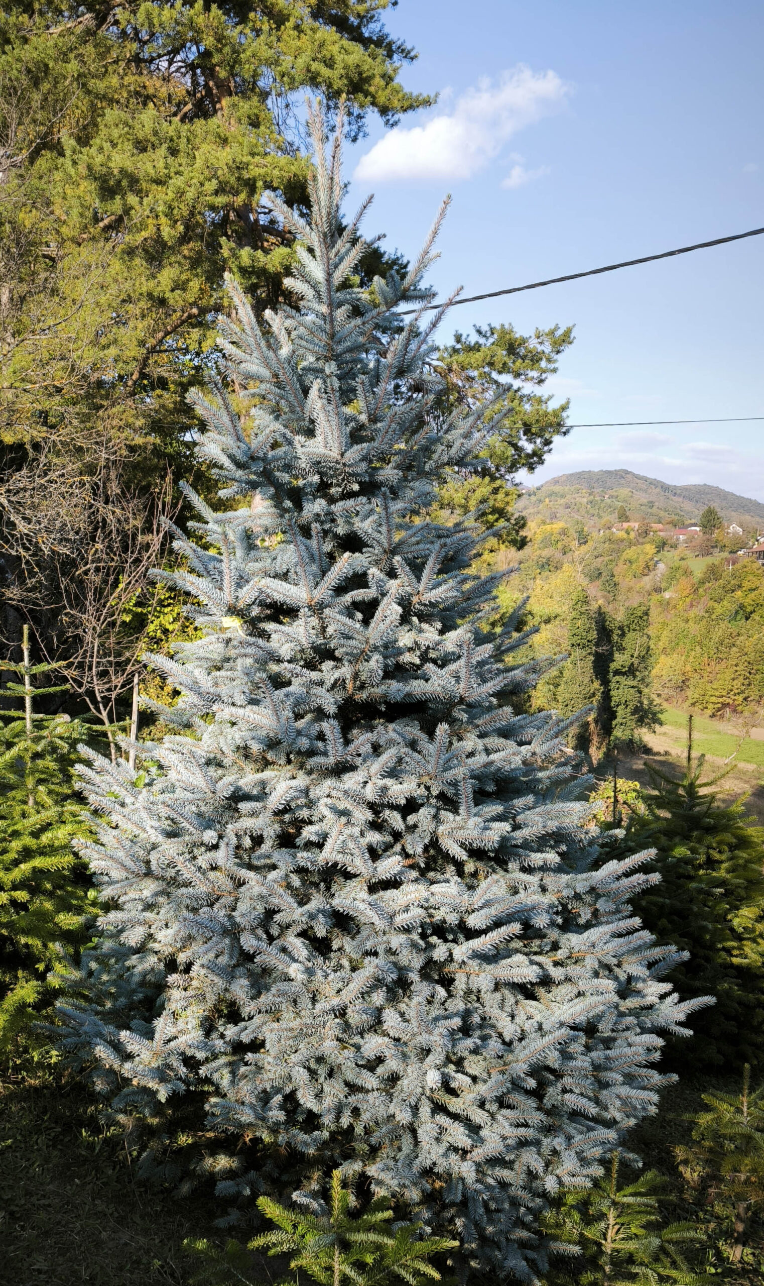 Srebrna smreka 330cm visine - Slika 4