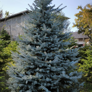 Srebrna smreka 330cm visine