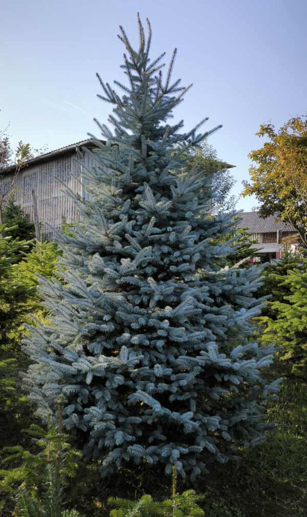 Srebrna smreka 330cm visine