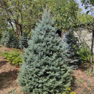 Srebrna smreka 330cm visine
