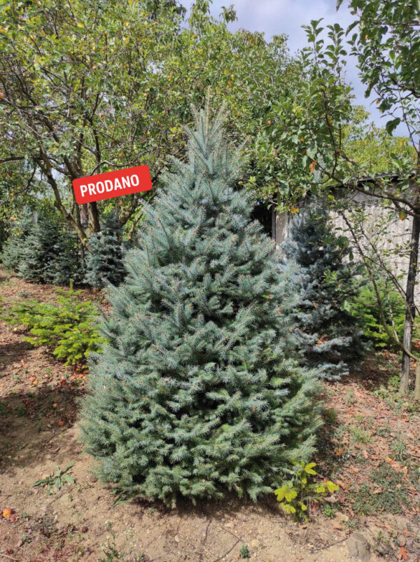 Srebrna smreka 300cm visine