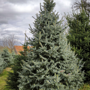 Božižno drvce 360cm