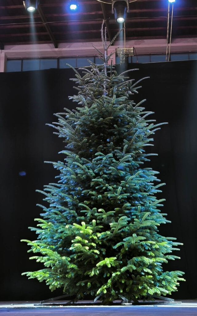 Nordmann jela 500cm